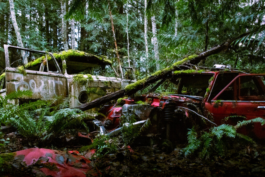 A VW Bus and a red car sit in the forest, covered in moss. Their doors are open and interior parts have been removed.